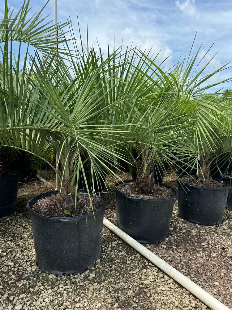 butia-capitata-cocos-australis-pindo-palm-jelly-palm