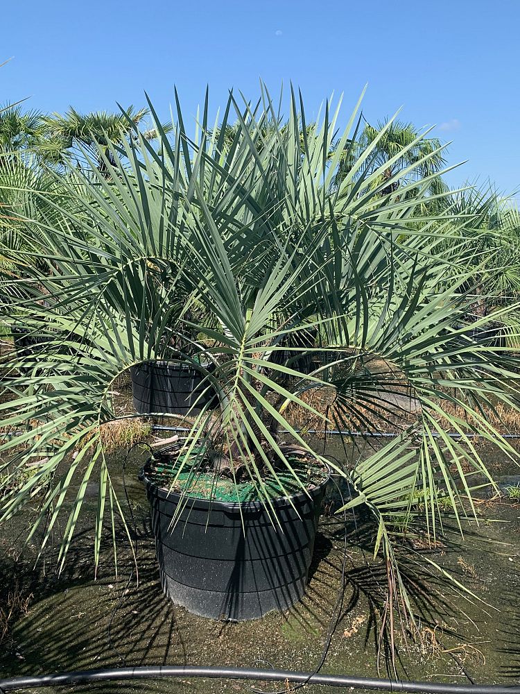 butia-capitata-cocos-australis-pindo-palm-jelly-palm