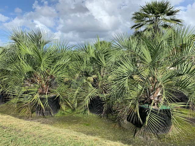 butia-capitata-cocos-australis-pindo-palm-jelly-palm