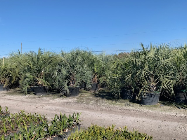 butia-capitata-cocos-australis-pindo-palm-jelly-palm