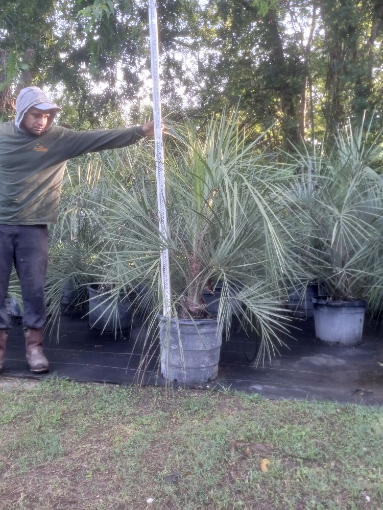 butia-capitata-cocos-australis-pindo-palm-jelly-palm