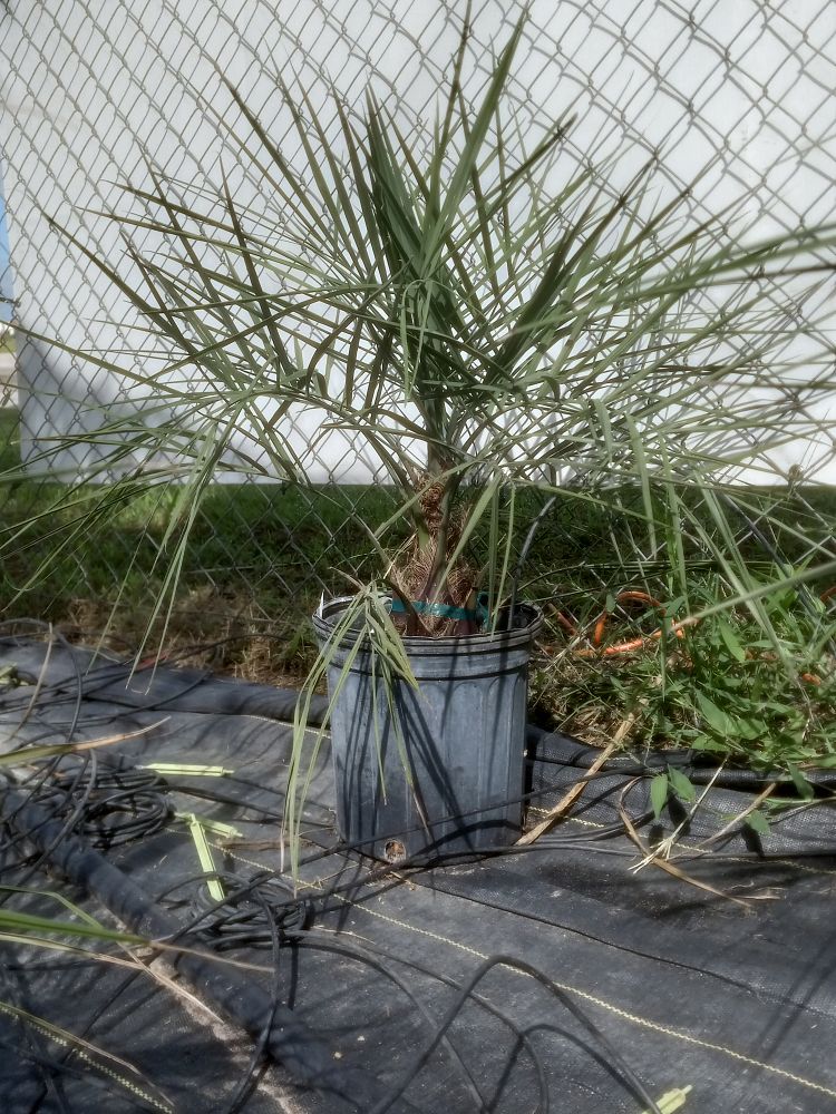 butia-capitata-cocos-australis-pindo-palm-jelly-palm