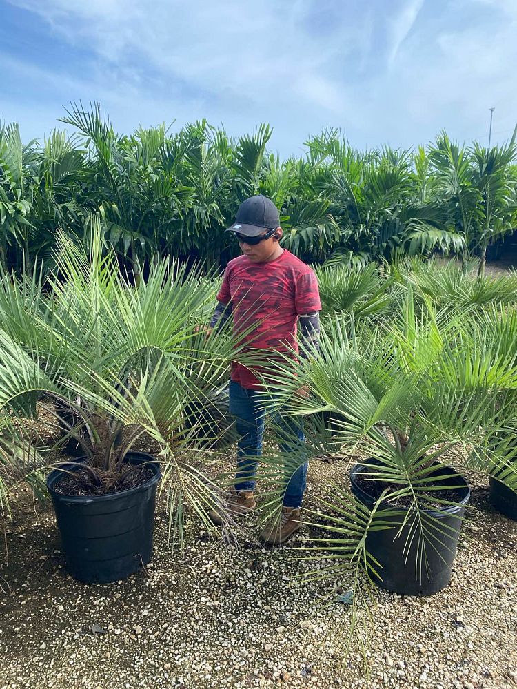 butia-capitata-cocos-australis-pindo-palm-jelly-palm