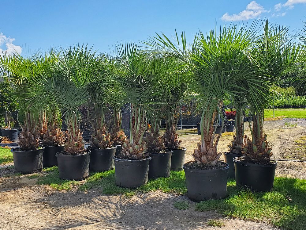 butia-capitata-cocos-australis-pindo-palm-jelly-palm