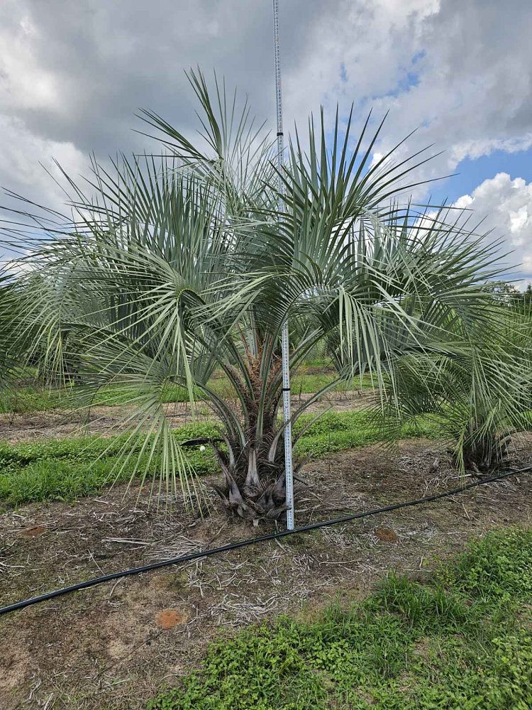 butia-capitata-cocos-australis-pindo-palm-jelly-palm