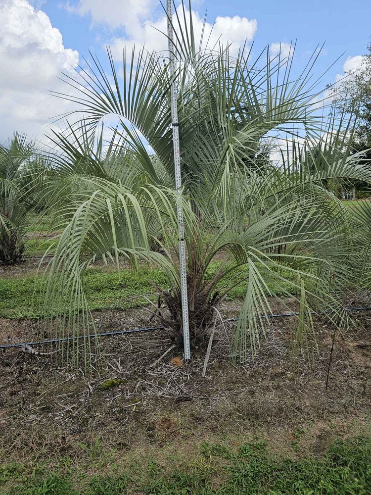 butia-capitata-cocos-australis-pindo-palm-jelly-palm