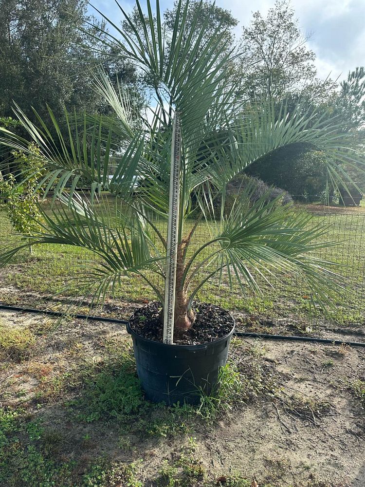 butia-capitata-cocos-australis-pindo-palm-jelly-palm