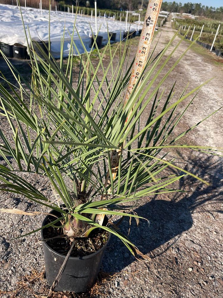 butia-capitata-cocos-australis-pindo-palm-jelly-palm