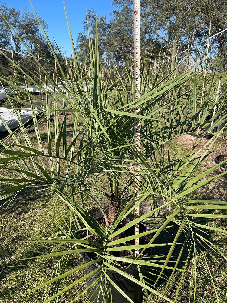 butia-capitata-cocos-australis-pindo-palm-jelly-palm