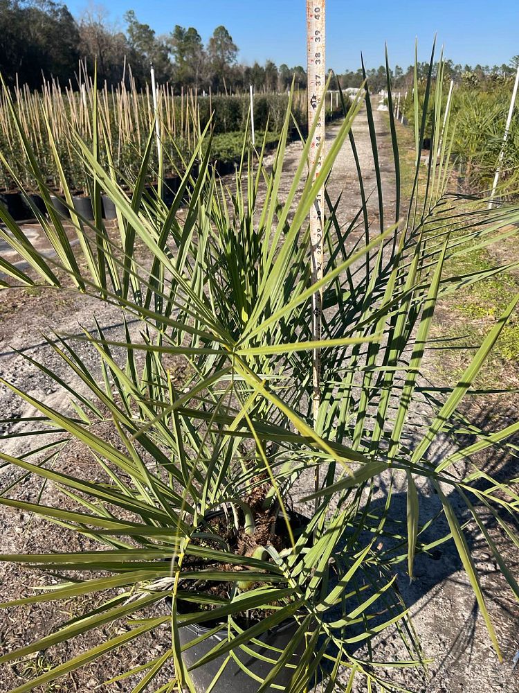 butia-capitata-cocos-australis-pindo-palm-jelly-palm