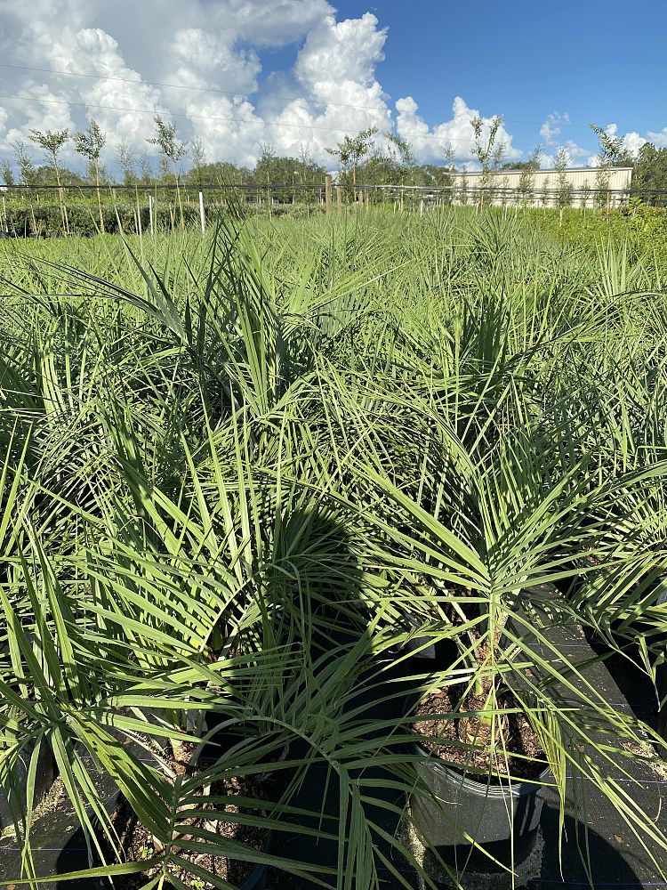 butia-capitata-cocos-australis-pindo-palm-jelly-palm