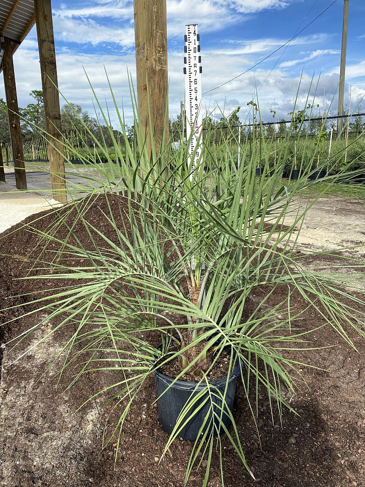 butia-capitata-cocos-australis-pindo-palm-jelly-palm