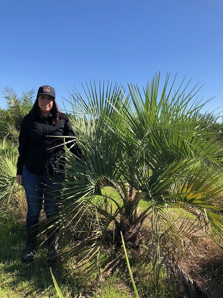 butia-capitata-cocos-australis-pindo-palm-jelly-palm