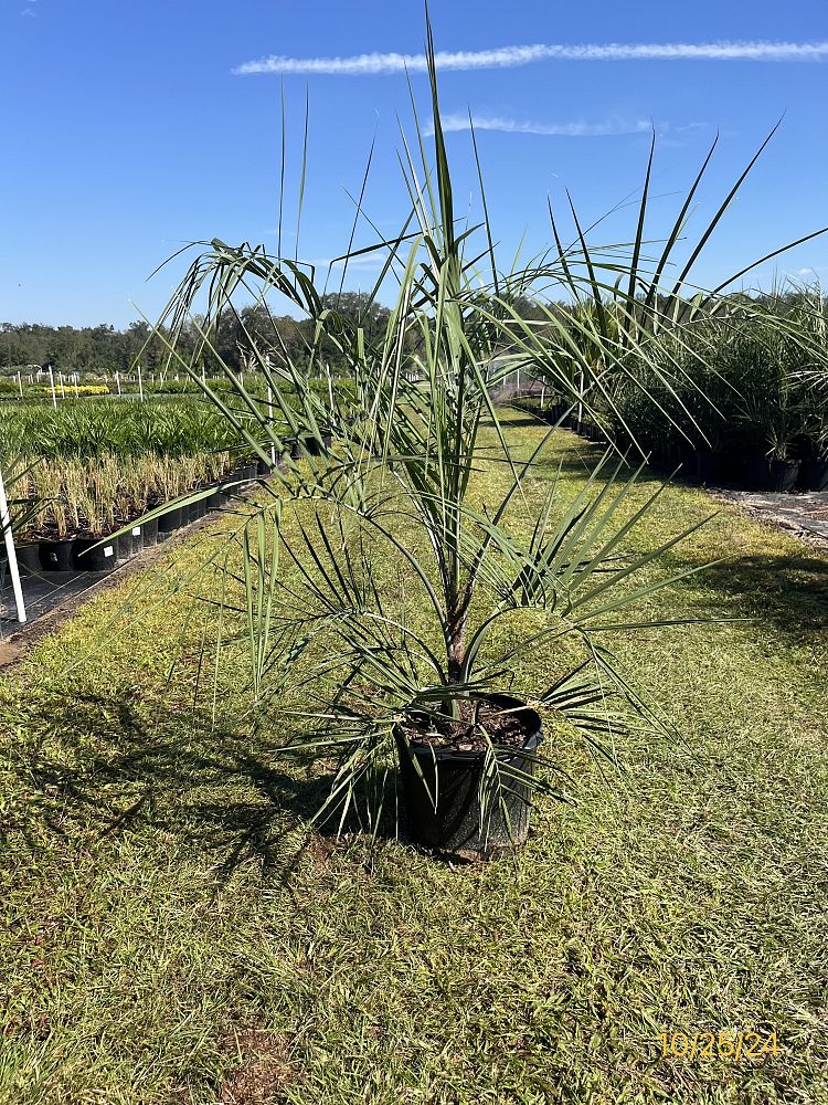 butia-capitata-cocos-australis-pindo-palm-jelly-palm