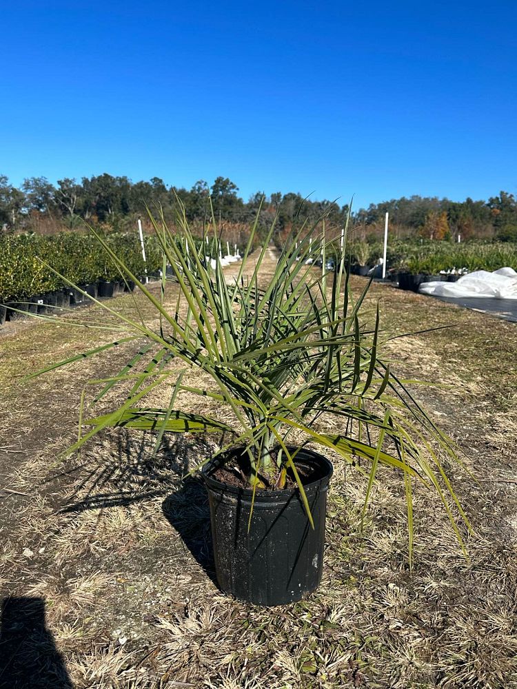 butia-capitata-cocos-australis-pindo-palm-jelly-palm