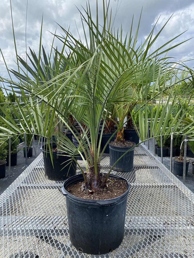 butia-capitata-cocos-australis-pindo-palm-jelly-palm