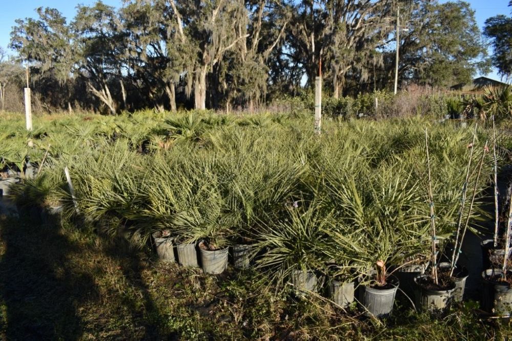 butia-capitata-cocos-australis-pindo-palm-jelly-palm