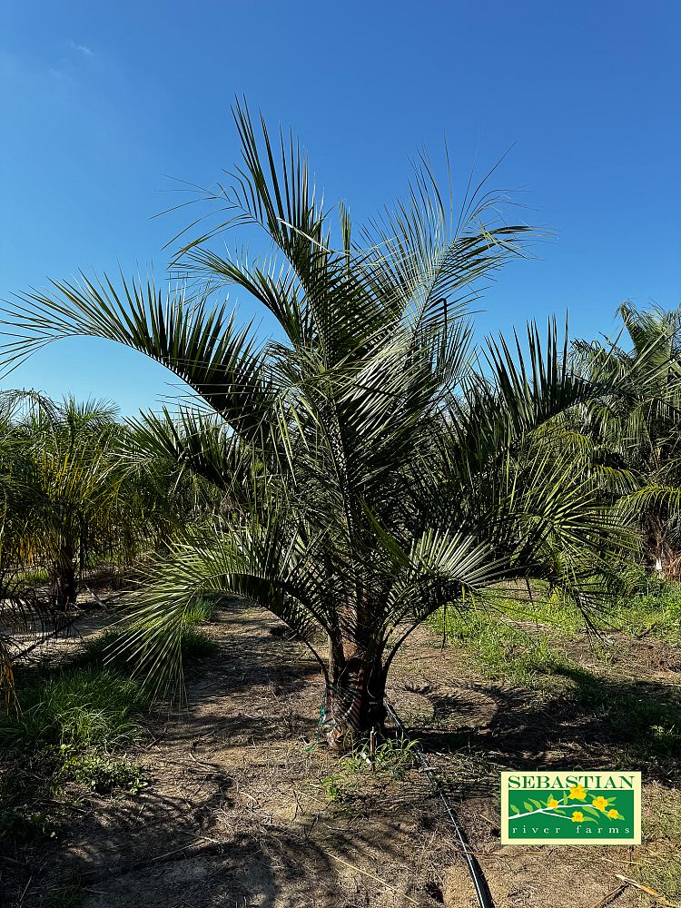 butiagrus-nabonnandii-x-mule-palm