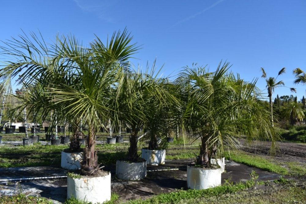 butiagrus-nabonnandii-x-mule-palm