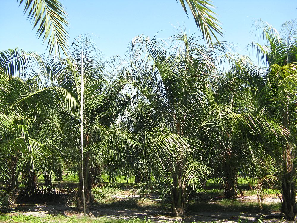 butiagrus-nabonnandii-x-mule-palm