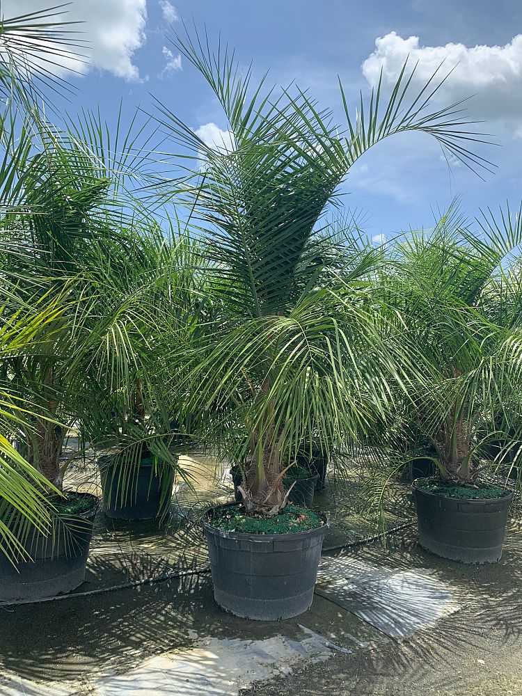 butiagrus-nabonnandii-x-mule-palm