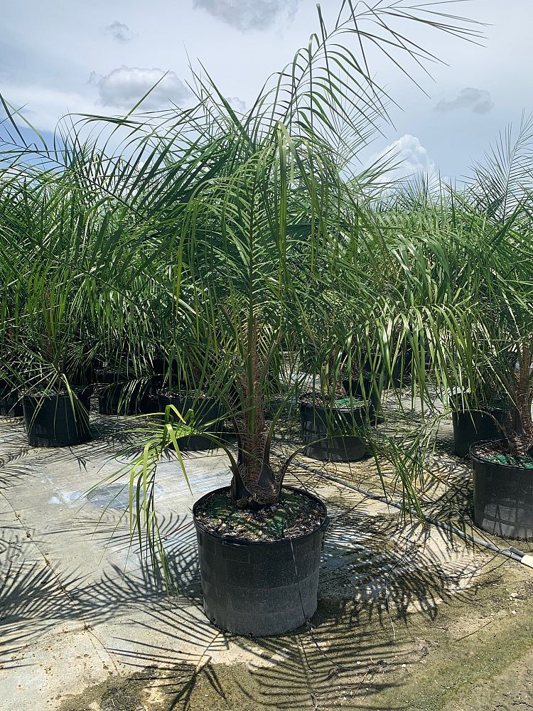 butiagrus-nabonnandii-x-mule-palm