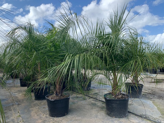 butiagrus-nabonnandii-x-mule-palm