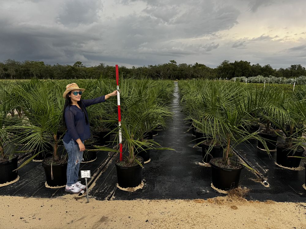 butiagrus-nabonnandii-x-mule-palm