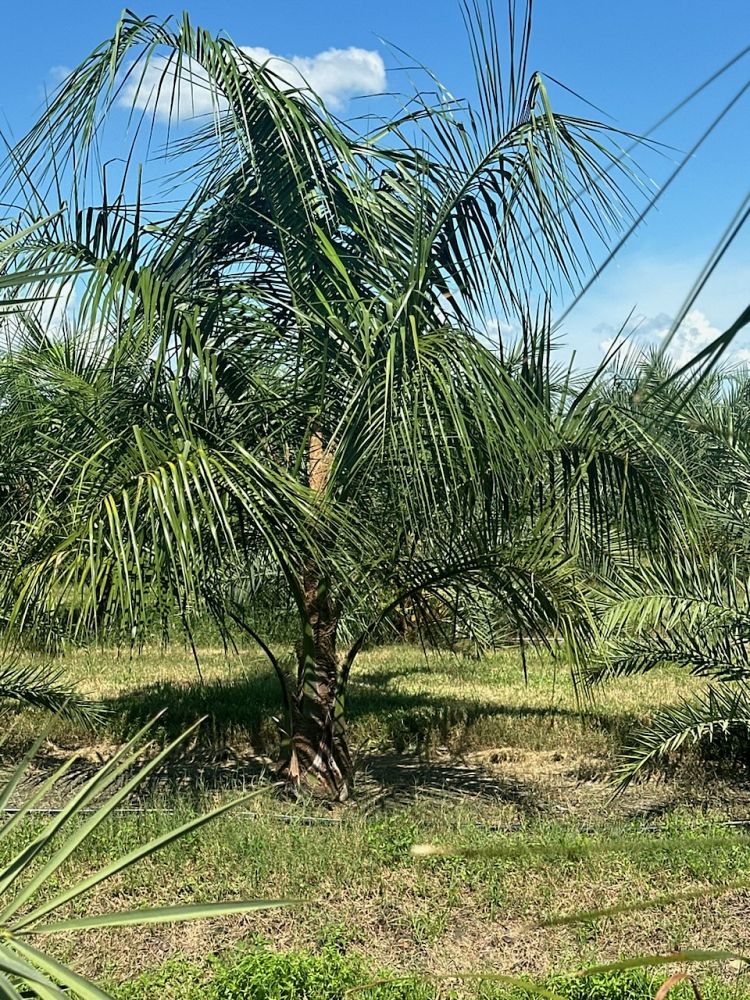 butiagrus-nabonnandii-x-mule-palm