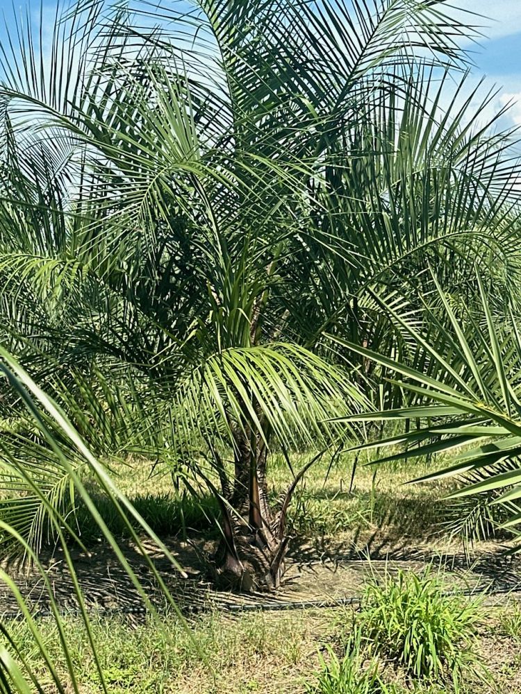 butiagrus-nabonnandii-x-mule-palm