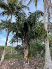 butiagrus-nabonnandii-x-mule-palm