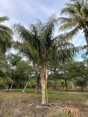 butiagrus-nabonnandii-x-mule-palm