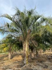 butiagrus-nabonnandii-x-mule-palm