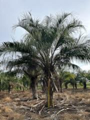 butiagrus-nabonnandii-x-mule-palm