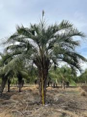 butiagrus-nabonnandii-x-mule-palm