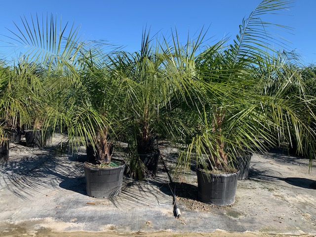 butiagrus-nabonnandii-x-mule-palm