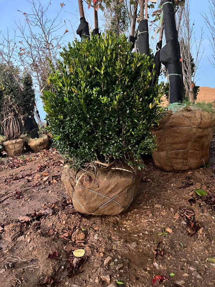 buxus-microphylla-green-velvet-littleleaf-boxwood