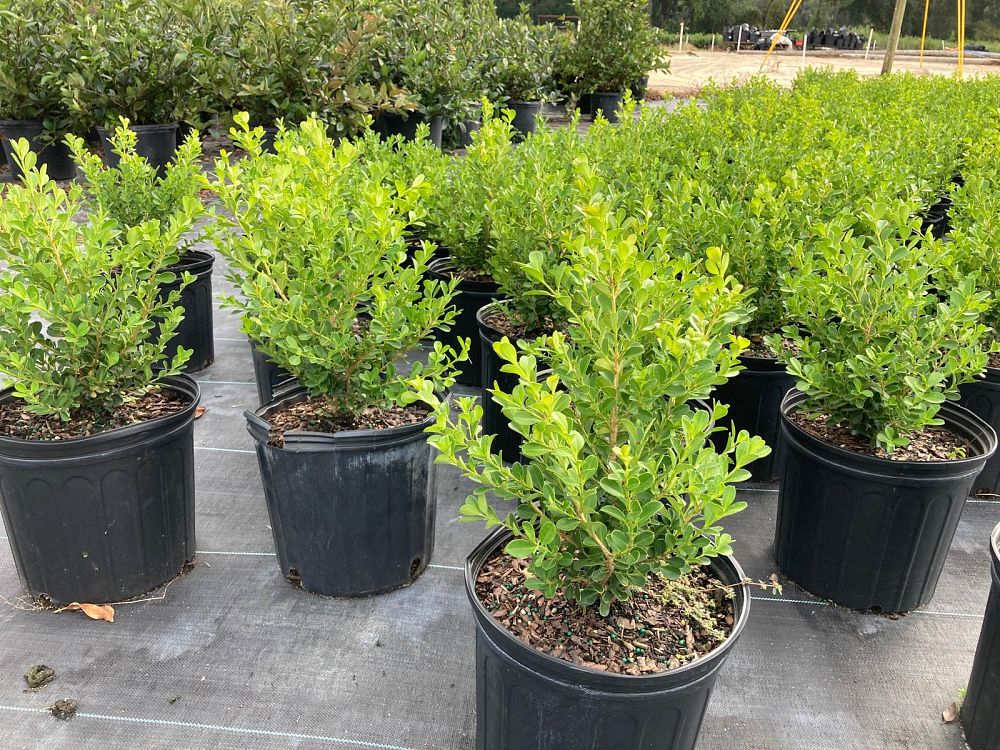 Salmon's Wholesale Nursery | plantANT.com