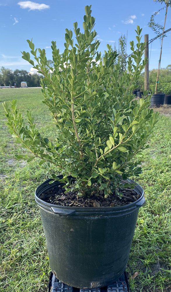 buxus-microphylla-japonica-japanese-boxwood