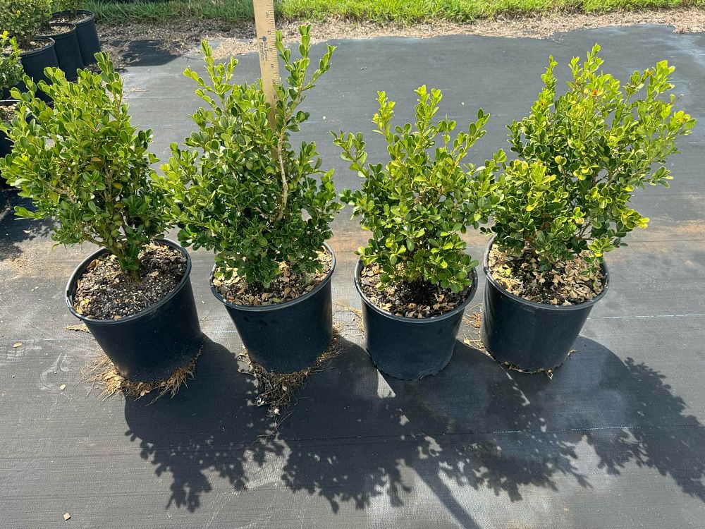 buxus-microphylla-japonica-japanese-boxwood