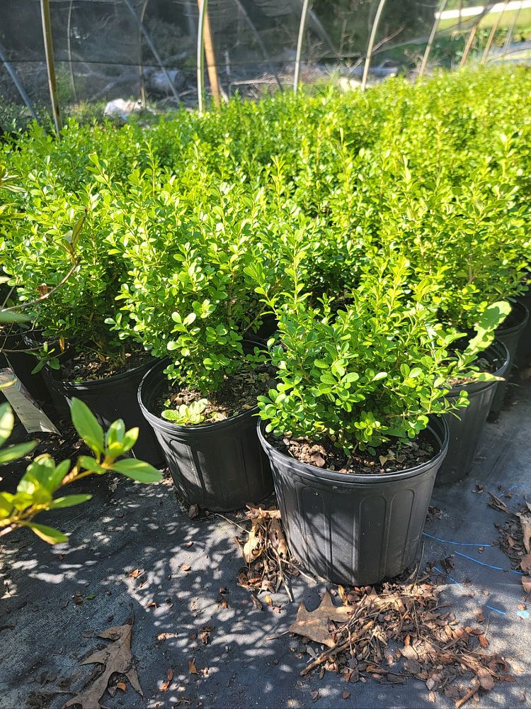 buxus-microphylla-japonica-japanese-boxwood