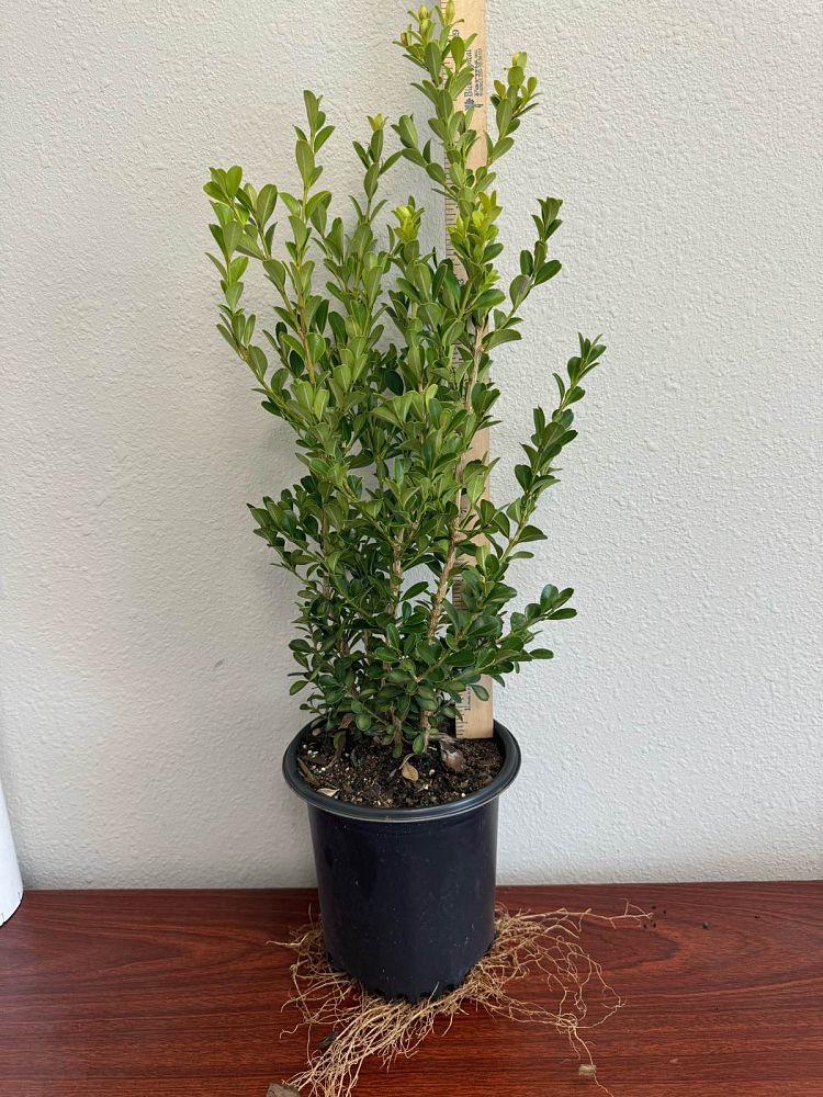 buxus-microphylla-japonica-japanese-boxwood