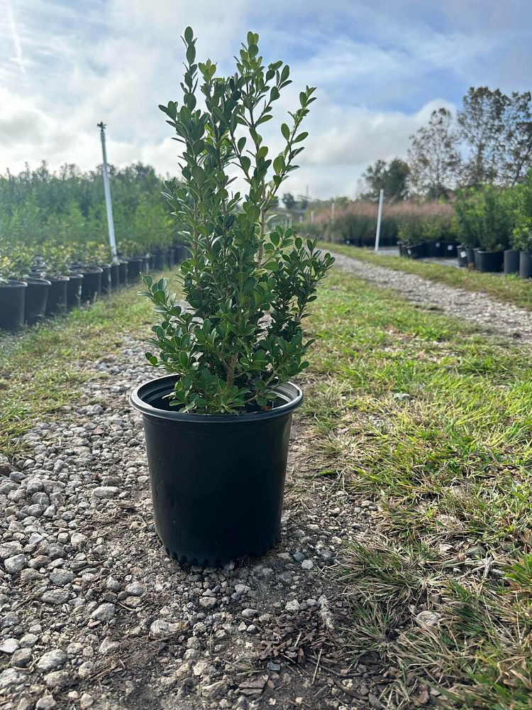 buxus-microphylla-japonica-japanese-boxwood