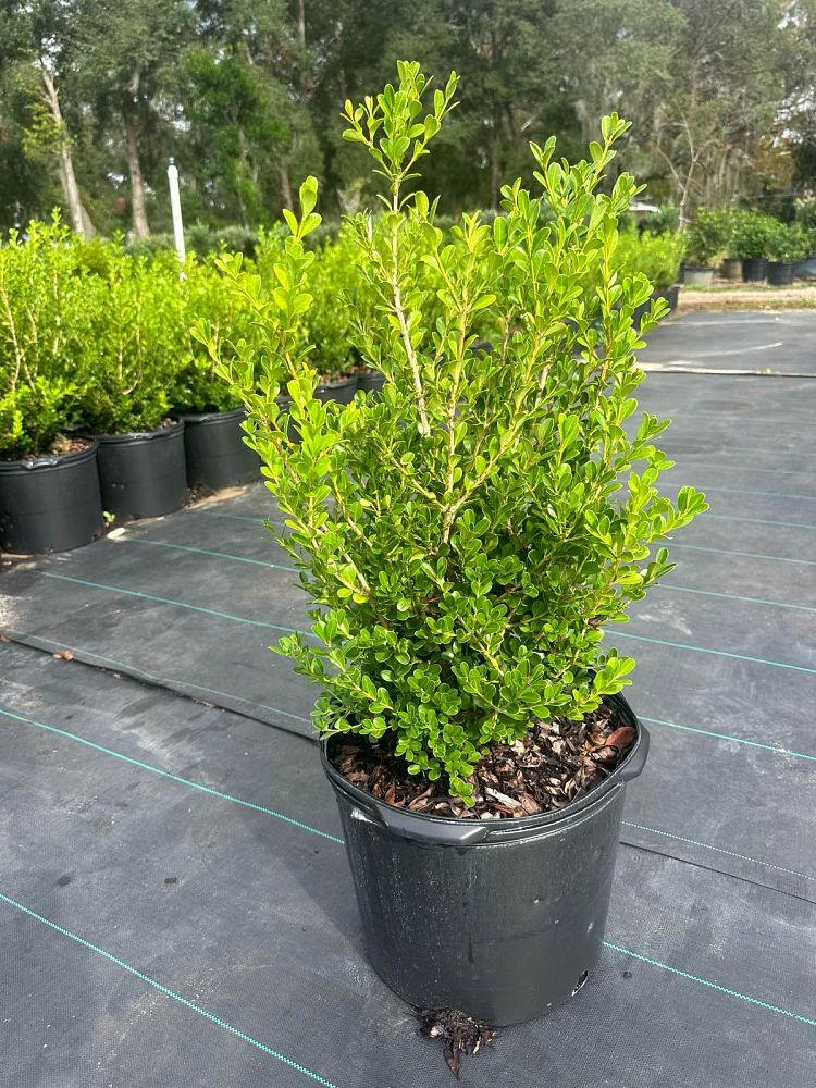 buxus-microphylla-japonica-japanese-boxwood