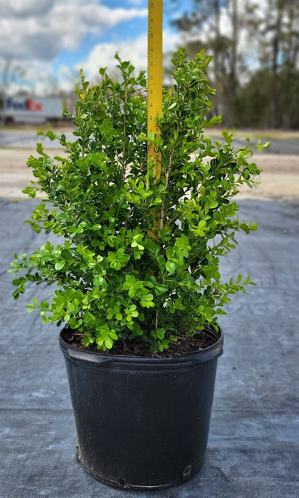 buxus-microphylla-japonica-japanese-boxwood