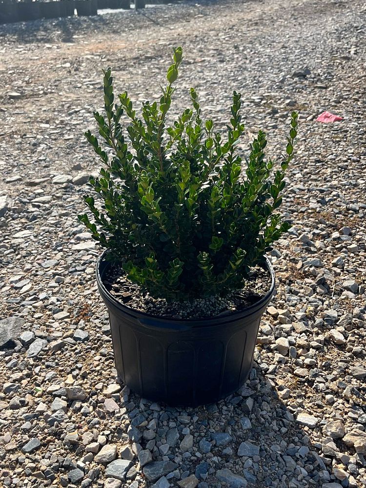 buxus-microphylla-little-missy-little-missy-boxwood