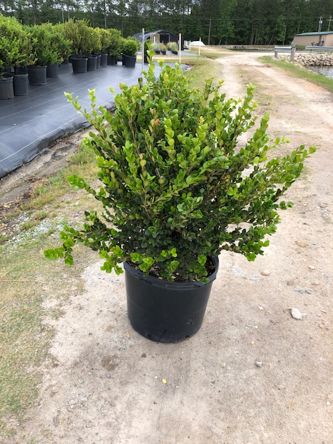 buxus-microphylla-wintergreen-littleleaf-boxwood