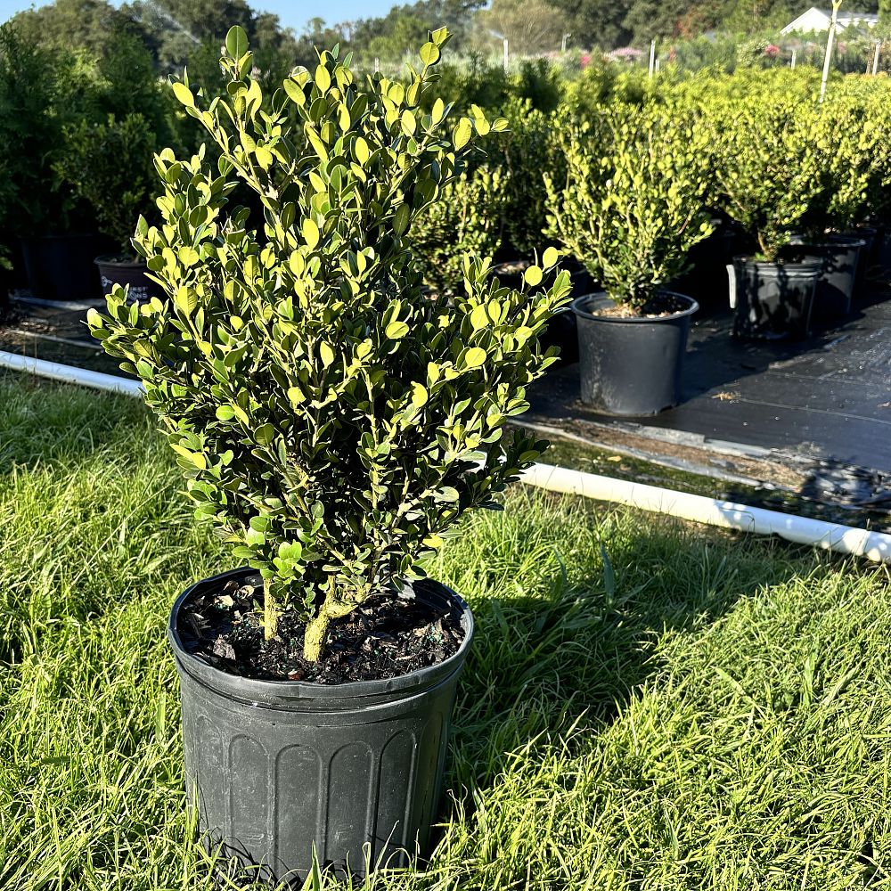 buxus-microphylla-wintergreen-littleleaf-boxwood