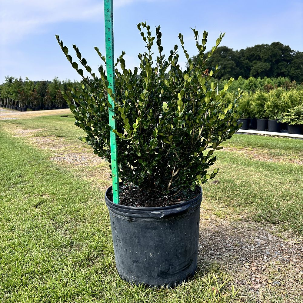 buxus-microphylla-wintergreen-littleleaf-boxwood