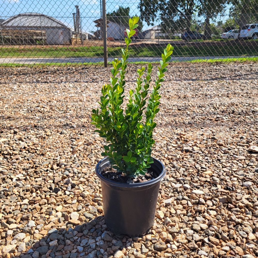 buxus-microphylla-wintergreen-littleleaf-boxwood